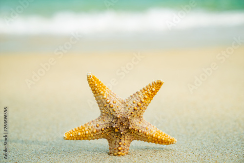 Starfish at the beach