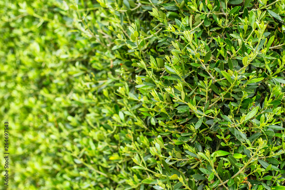 Decorative plants wall in a garden Decorative plants wall in a garden