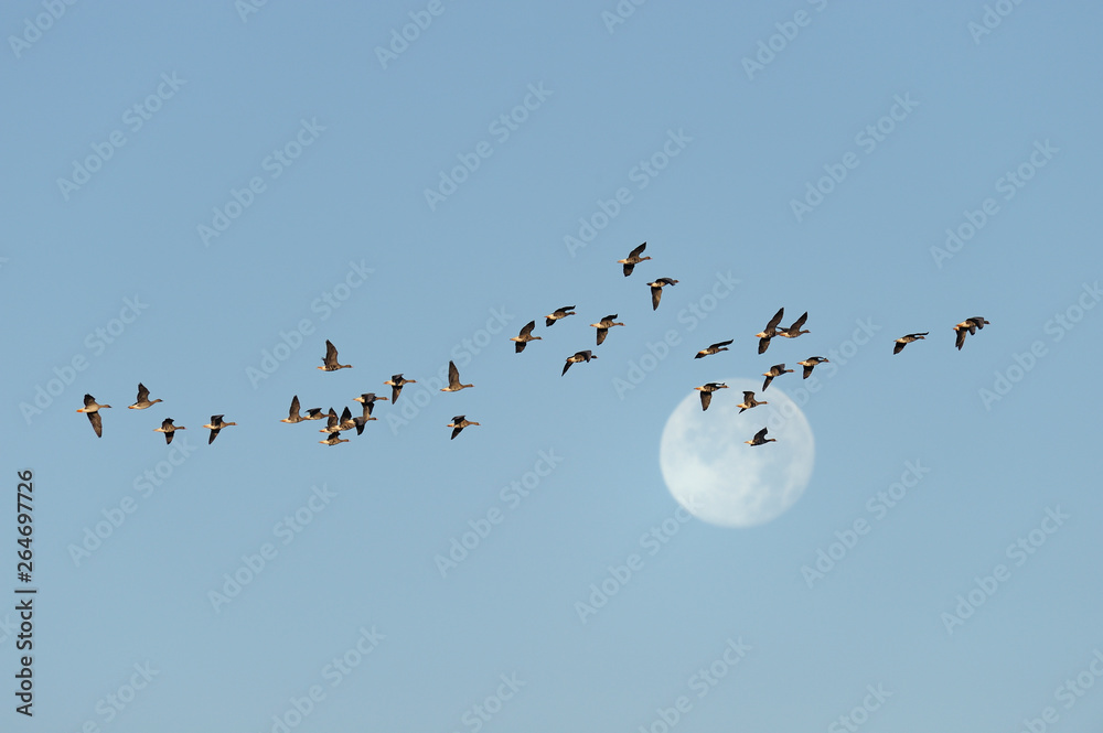 Flock of White-fronted Geese at Full Moon, Anser albifrons, Mecklenburg-Western Pomerania, Germany, Europe