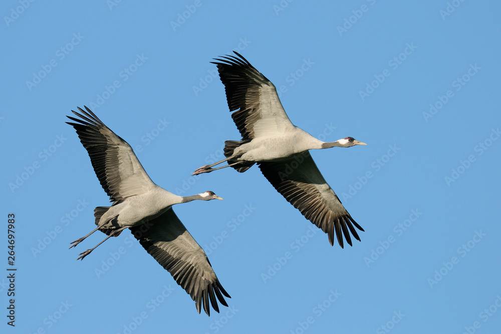 Common cranes, Grus grus, Germany, Europe Common cranes, Grus grus, Germany, Europe