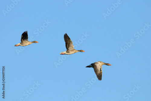 Greylag geese, Anser anser, Germany, Europe