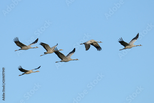 Common cranes  Grus grus  Germany  Europe