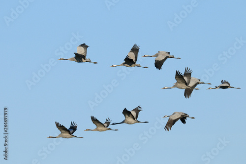 Common cranes, Grus grus, Germany, Europe