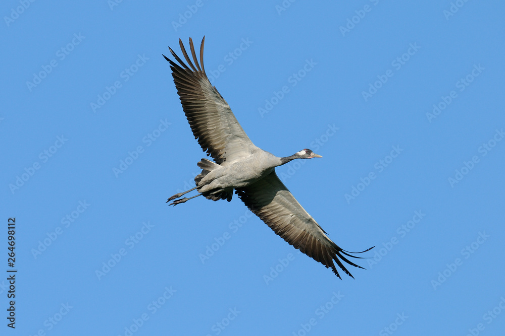 Fototapeta premium Common crane, Grus grus, Germany, Europe