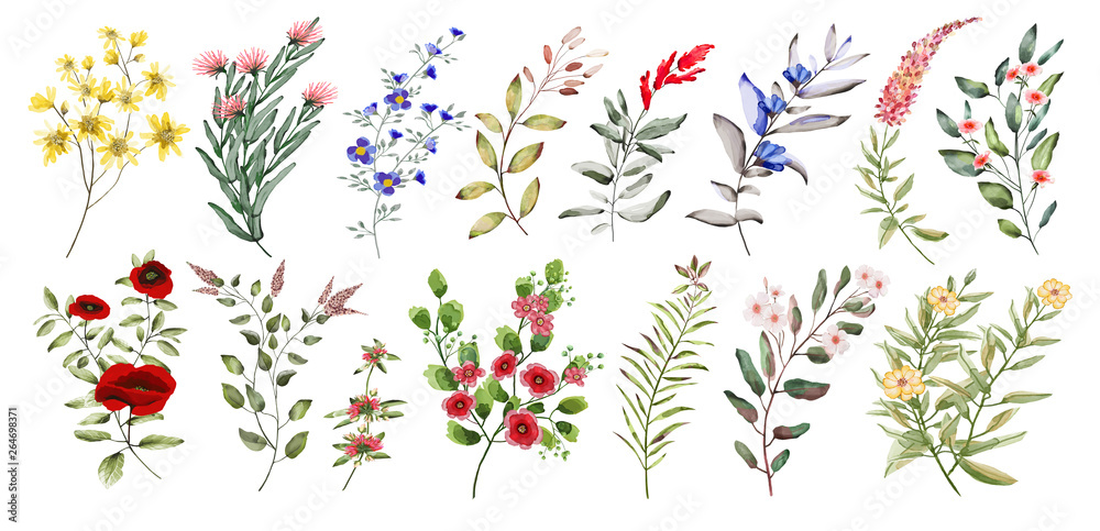 Fototapeta Watercolor illustration. Botanical collection. Set of wild and garden flowers. Leaves, flowers, branches and other natural elements.