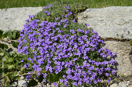 Fototapeta Naklejka Na Ścianę i Meble -  Closeup aubrieta - purple flowers in spring rockery garden with