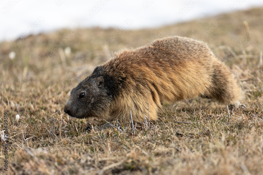 marmots in front of their burrows and in the snow marmots in front of their burrows and in the snow
