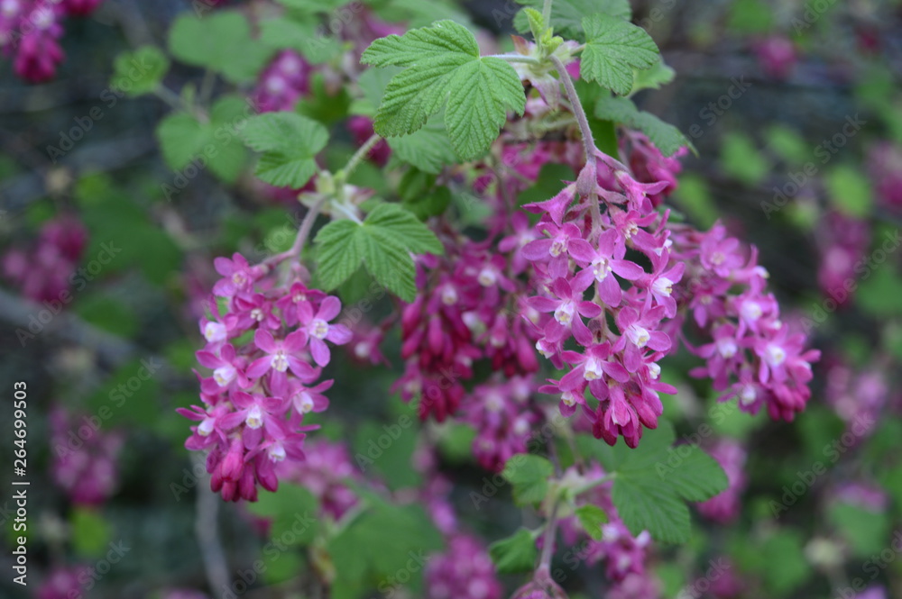 Closeup beautiful flowers of Ribes sanguineum with blurred background in spring garden Closeup beautiful flowers of Ribes sanguineum with blurred background in spring garden