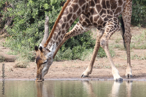 Canvas Print Giraffe / Giraffe / Giraffa Camelopardalis
