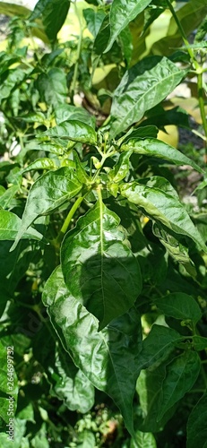 chili leaves