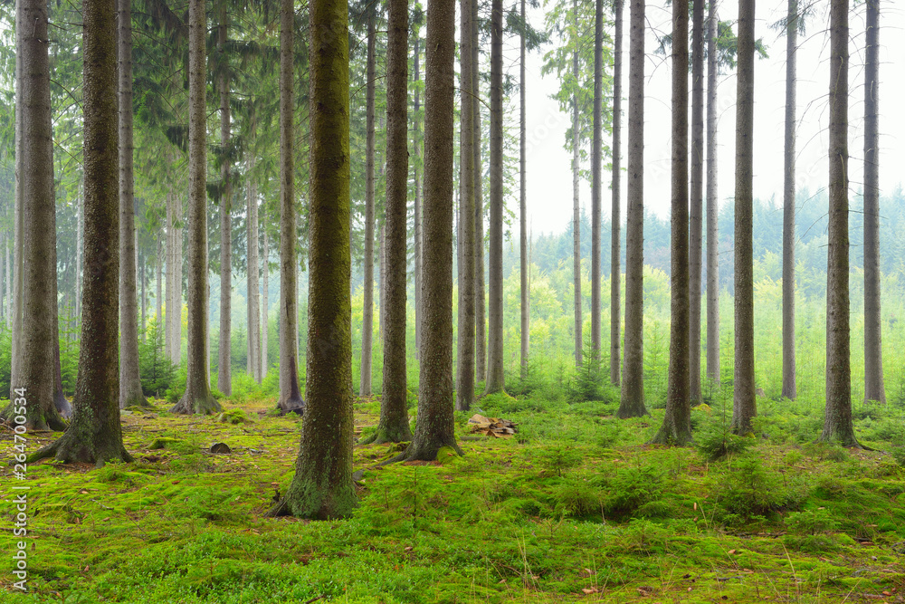 Obraz premium Świerkowy Las, Niemcy, Europa