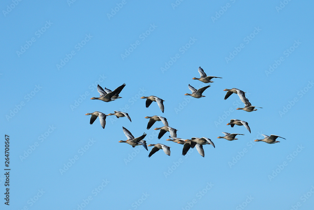 Flock of Greylag geese, Anser anser, Germany, Europe