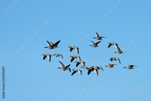 Flock of Greylag geese, Anser anser, Germany, Europe © Ana Gram