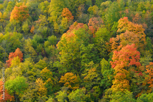 Fototapeta Naklejka Na Ścianę i Meble -  Forest in Autumn, Germany, Europe