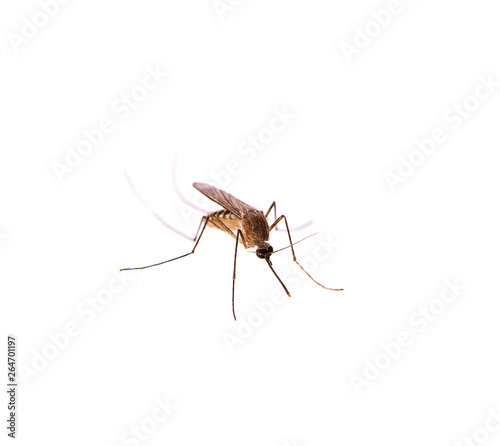 Mosquito isolated on white background