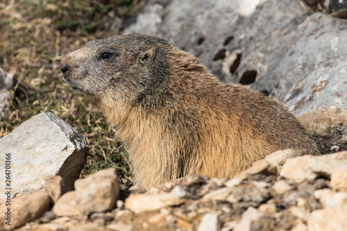 marmots in front of their burrows and in the snow