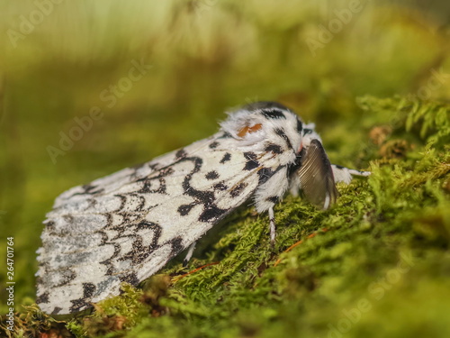 Portrait side of Giant Leopard Moth (Hypercompe scribonia) resting on pine leaf with green nature blurred background. photo