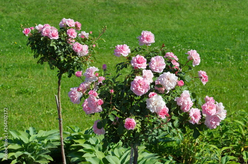 Blooming pink roses in the summer garden © koromelena