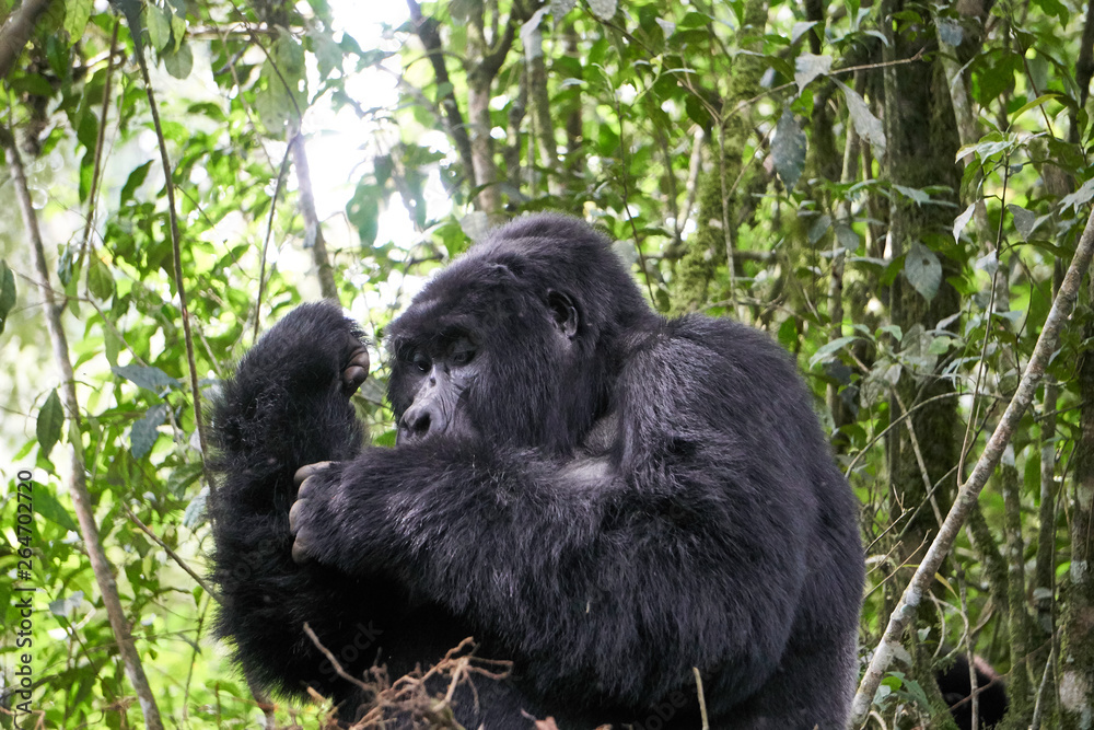 Fototapeta premium Mountain Gorilla at Bwindi Impenetrable Forest, Uganda