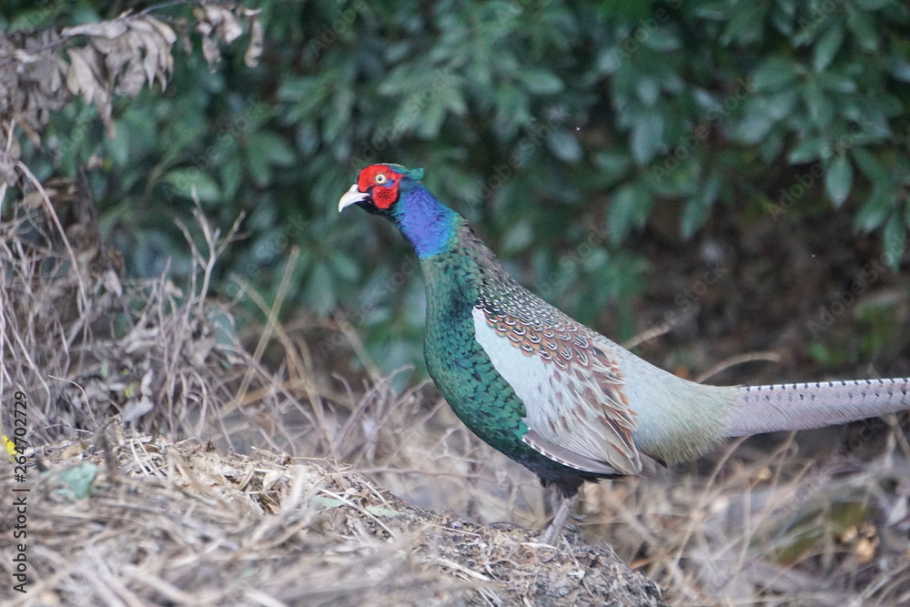 ホロホロ鳥 Images – Browse 40 Stock Photos, Vectors, and Video