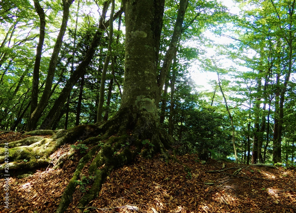 森の木の根 森の木の根