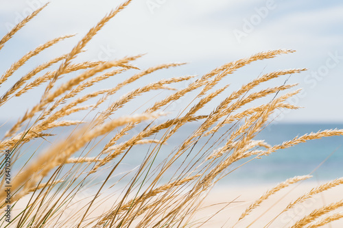 Fotografia Dune grass sea landscape