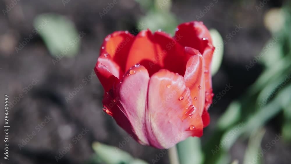 Beautiful red tulips on a sunny day,red tulips flowers blooming in a garden,group of red tulips in the park. Spring landscape,red tulips background. Beautiful red tulips on a sunny day,red tulips flowers blooming in a garden,group of red tulips in the park. Spring landscape,red tulips background.