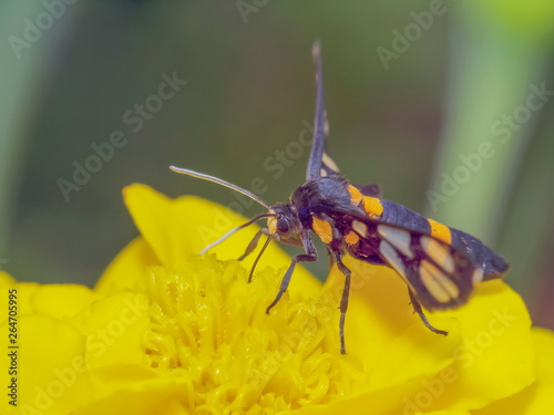 Close up Syntomoides imaon moth feeding on yellow flower, beautiful black and yellow body with transparency wings. photo