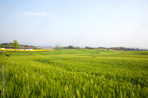 It is a famous barley field tourist spot in Gochang-gun, Korea.