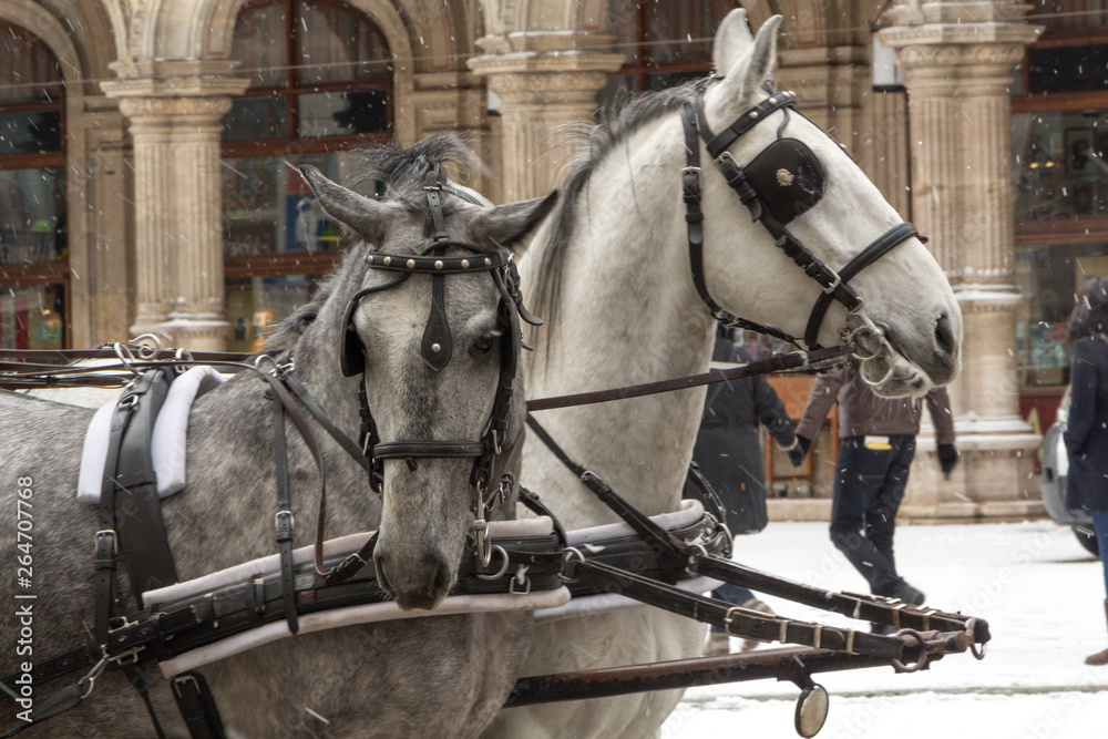 Two horses in blinders in the falling snow Two horses in blinders in the falling snow