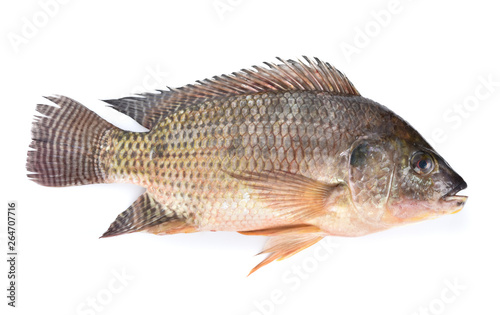 Tilapia fish isolated on white background
