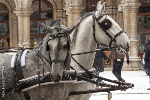 Two horses in blinders in the falling snow