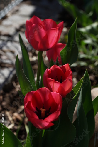 rote Tulpen im Regen - April 2016