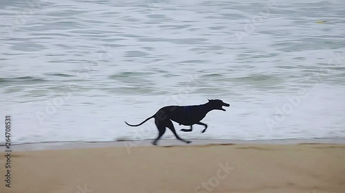 Greyhound running on the Spanish beach in Costa Brava, slow motion footage