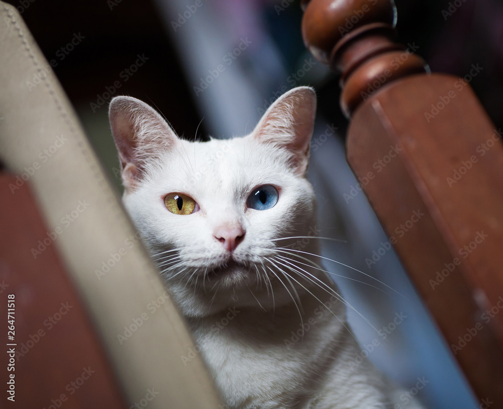 Pure White Cat with odd eyes Khao Manee cat Diamond Eye cat
