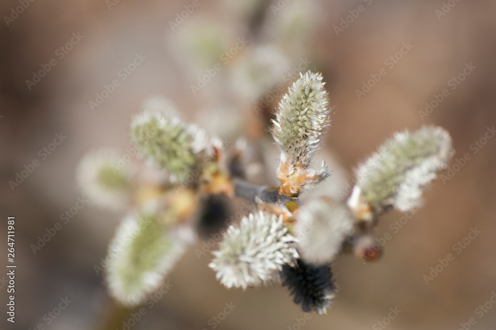 Branch of pussy willow flowers during spring Branch of pussy willow flowers during spring