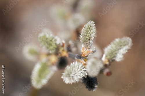 Branch of pussy willow flowers during spring