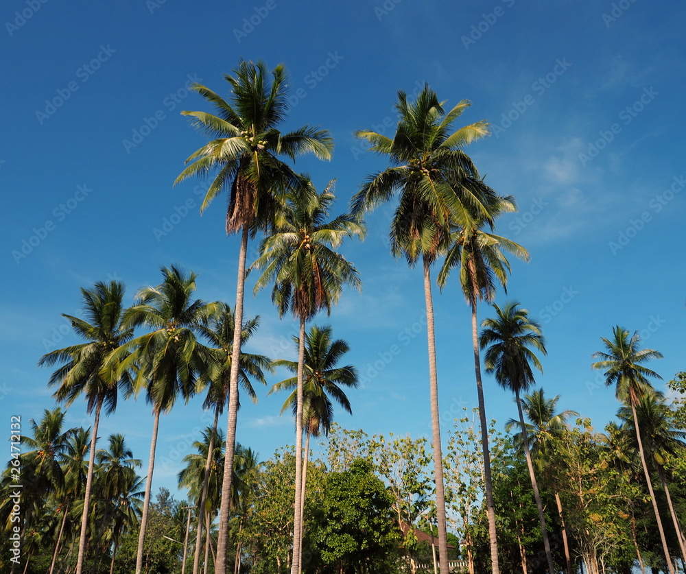Up shot image of palm trees