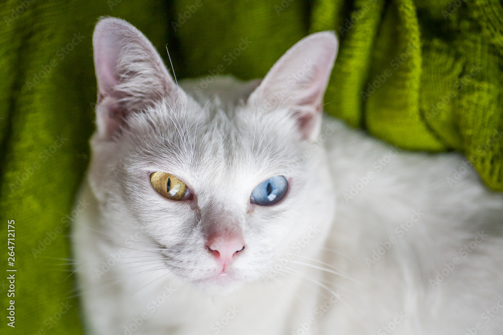 Pure White Cat with odd eyes , Khao Manee cat, Diamond Eye cat , This is rare cat breeds and very cute in Thailand.