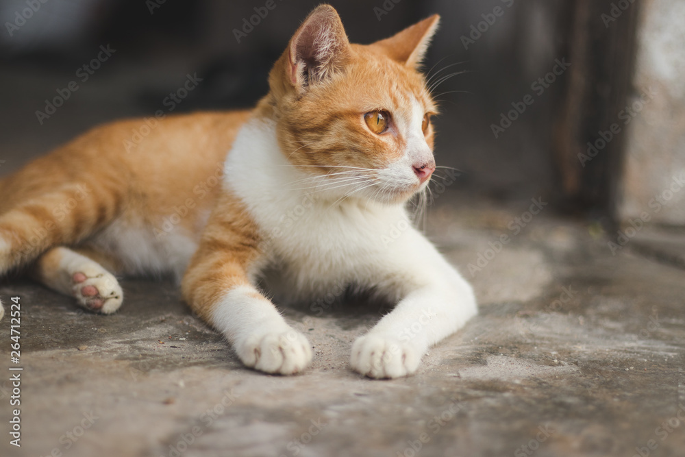 Orange cat laying on the ground. looking for something Orange cat laying on the ground. looking for something