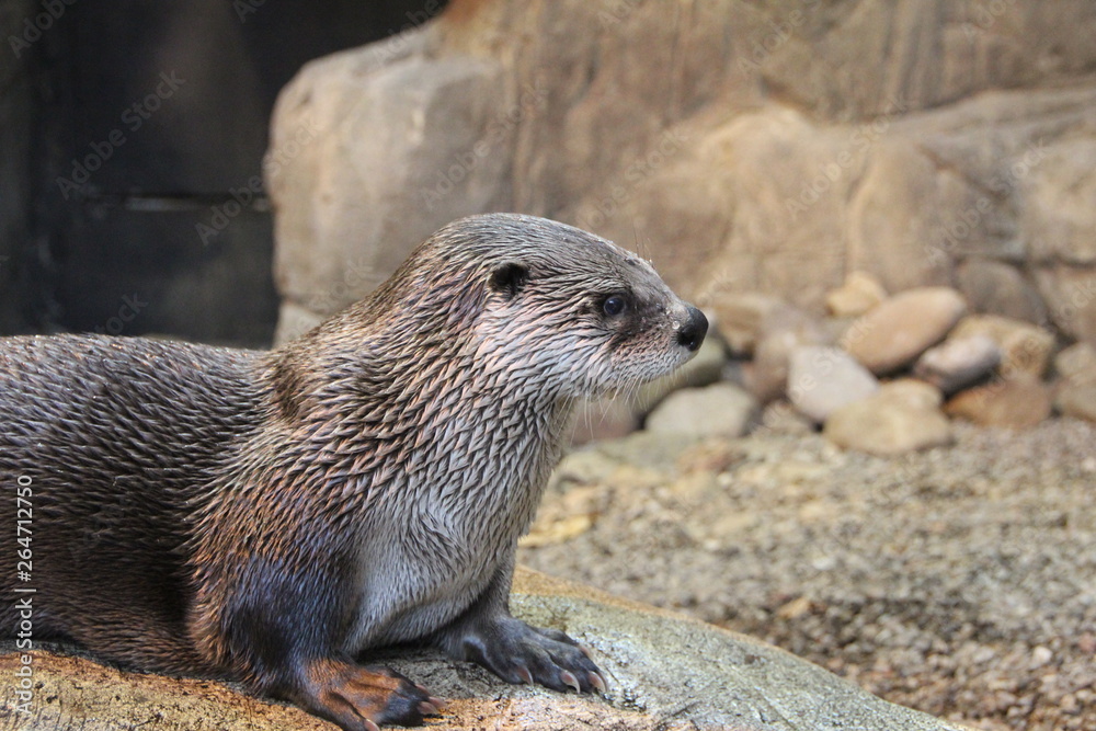 Visit to the Biodome of Montreal - River otter Visit to the Biodome of Montreal - River otter