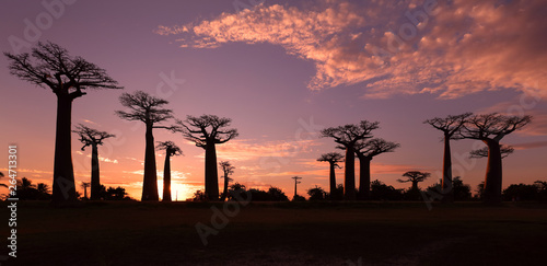 Avenue of the Baobabs with dramatic sky at sunset near Morondava, Madagascar