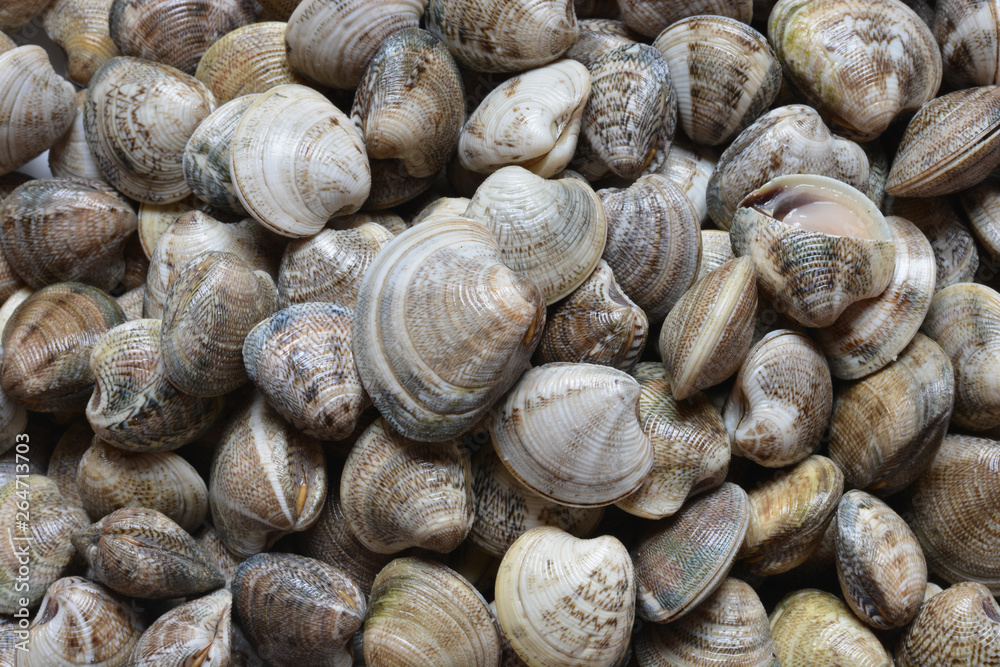 freshly caught clams