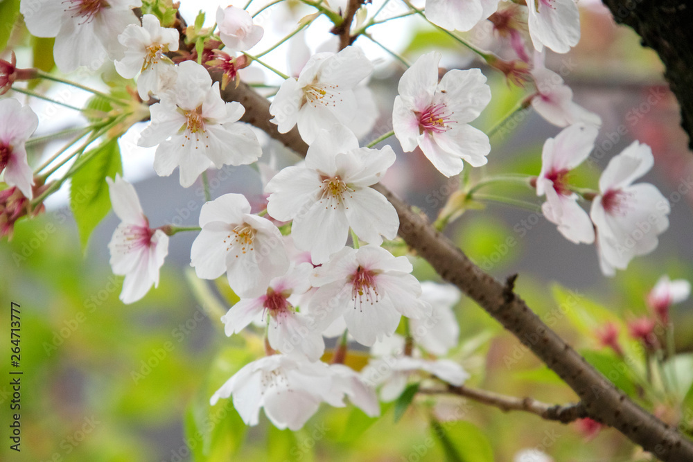 桜の花 桜の花