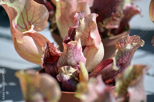 plante carnivore