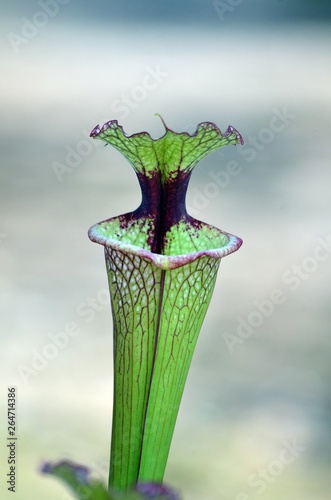 fleur carnivore