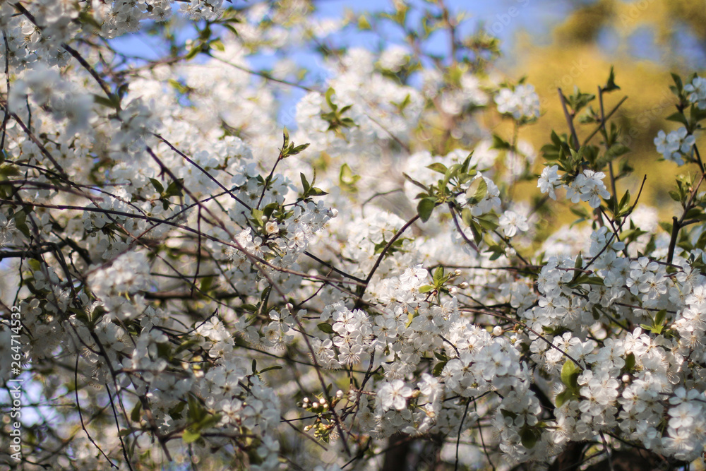 Obraz premium blooming cherry tree in spring
