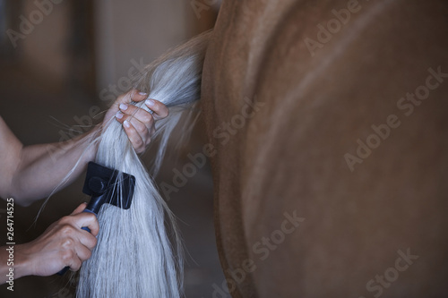 Woman combing tail of horse photo