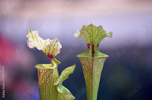fleur carnivore