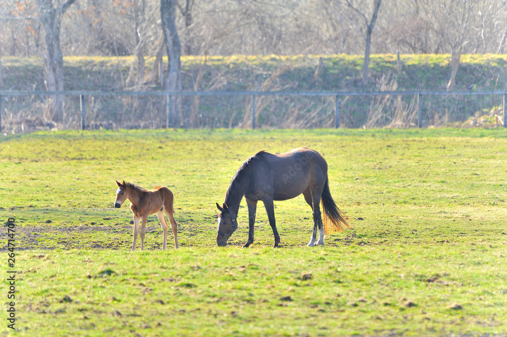 Obraz premium 親子馬